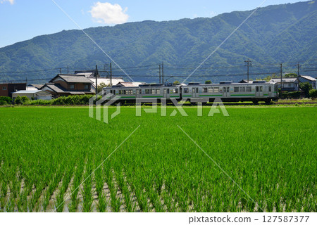 養老鐵路沿著剛結束水稻插秧的稻田行駛。 127587377