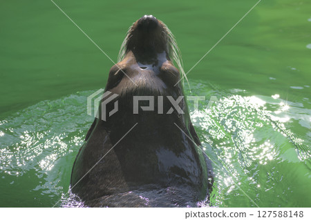 海獅也許會擔心海坊主其實就是他。 127588148