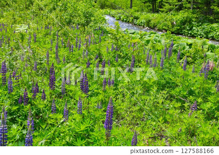 Fresh greenery in early summer in Hokkaido, the foothills of Mount Daisetsu with lupines in full bloom, the secret flower field in Kitami City, and the banks of the Imuka River 127588166