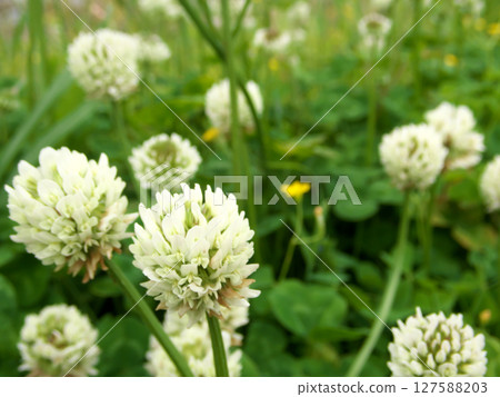 White flower White flower 127588203