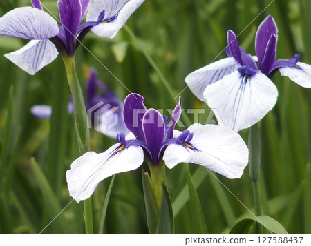 Hana shawab 127588437