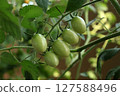 藍色迷你番茄 127588496