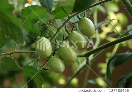 藍色迷你番茄 127588496