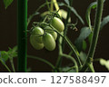 仍藍色迷你番茄 127588497