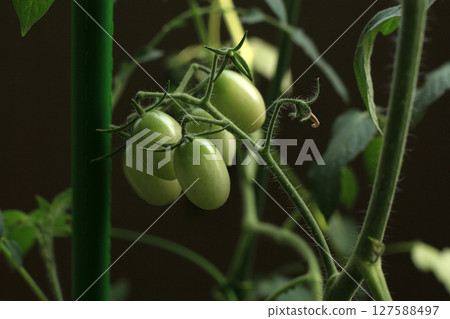 仍藍色迷你番茄 仍藍色迷你番茄 127588497