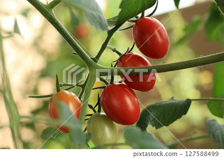 變紅的迷你西紅柿 變紅的迷你西紅柿 127588499