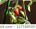兩個紅櫻桃番茄 127588500
