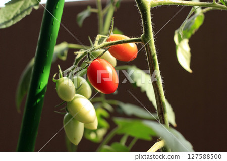 兩個紅櫻桃番茄 兩個紅櫻桃番茄 127588500