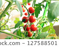 紅色圓形櫻桃番茄_1 127588501