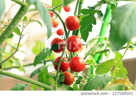Red round cherry tomatoes_1 Red round cherry tomatoes_1 127588501