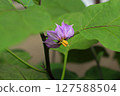 開紫色花的茄子 127588504