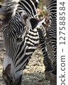 Grey Zebra 127588584