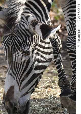 Grey Zebra Grey Zebra 127588584