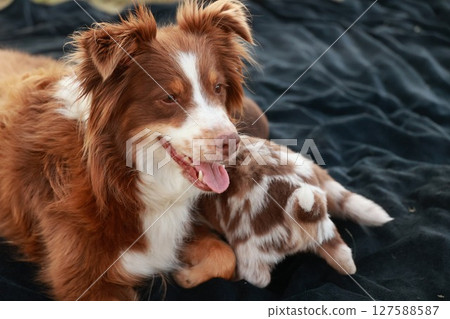 Brown and white dog is laying on a black blanket next to a baby dog 127588587