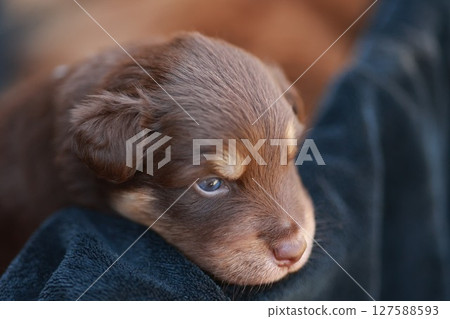 Brown puppy is laying on a blue blanket 127588593