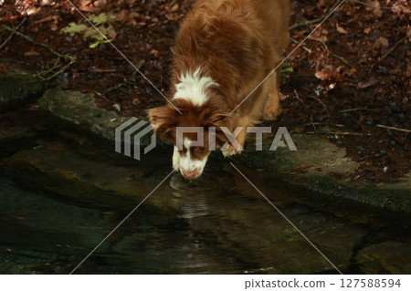 Brown and white dog is drinking water from a pond Brown and white dog is drinking water from a pond 127588594