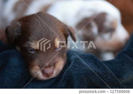 Brown and white puppy is sleeping in a blue blanket 127588606
