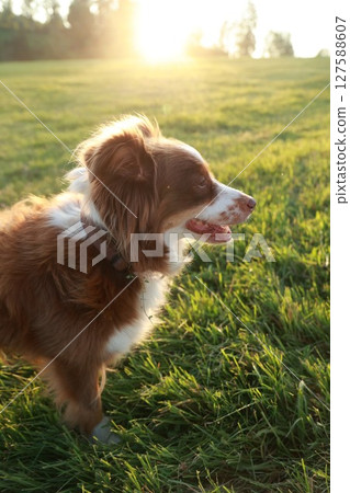 Brown and white dog is standing in a field of grass 127588607