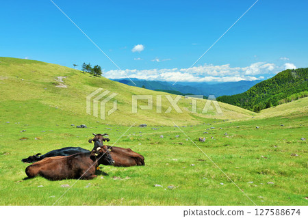長野縣美原高原藍天農場風景 127588674