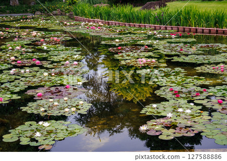 美麗的花園風景與漂浮的睡蓮 127588886