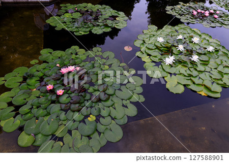 美麗的花園風景與漂浮的睡蓮 127588901
