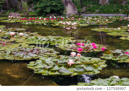 美麗的花園風景與漂浮的睡蓮 美麗的花園風景與漂浮的睡蓮 127588907