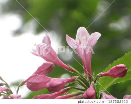 春天的花朵 127588923