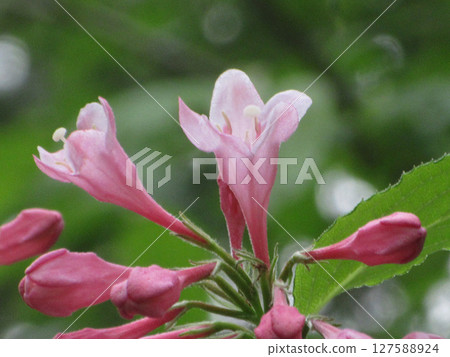 花開始綻放 127588924