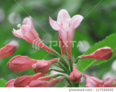 Beniful花 127588926