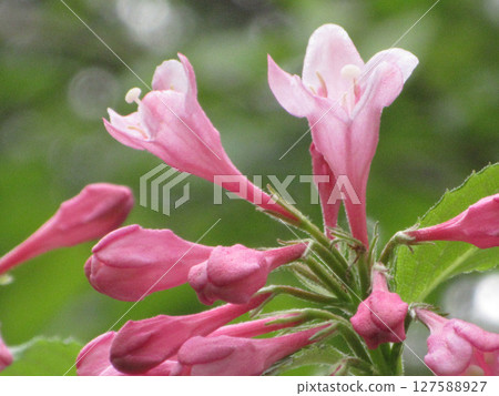 紅色錦帶花 127588927