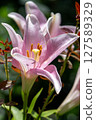 White lily flowers 127589329