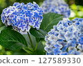 Blue hydrangea 127589330