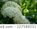 White hydrangea 127589331