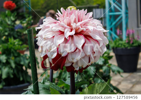 植物園裡盛開的大麗花 127589456