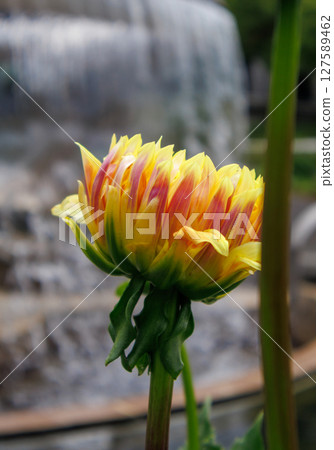Large dahlia flowers blooming in the botanical garden Large dahlia flowers blooming in the botanical garden 127589462