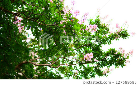 Flower of crape mybs 127589583