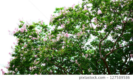 Flower of crape mybs 127589586