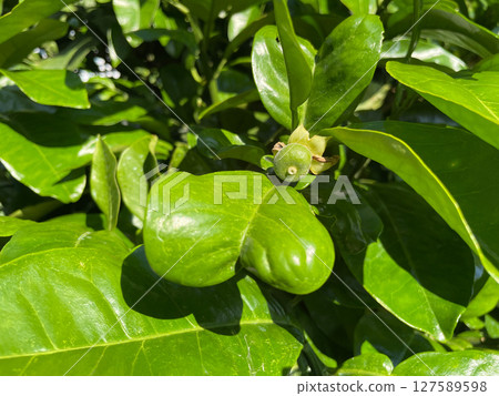 未成熟的柚子果實 未成熟的柚子果實 127589598