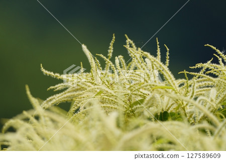 栗花閃耀 127589609