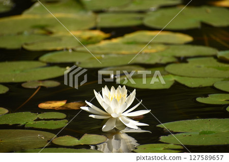 White water lilies blooming in a pond in early summer White water lilies blooming in a pond in early summer 127589657