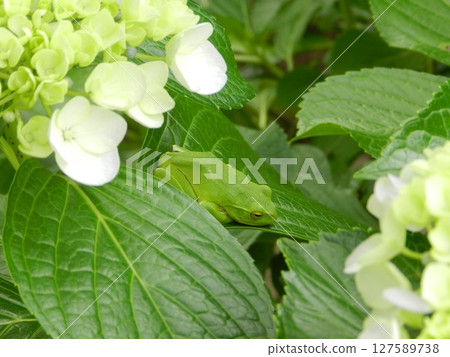 一隻青蛙在繡球花葉子上睡覺 127589738