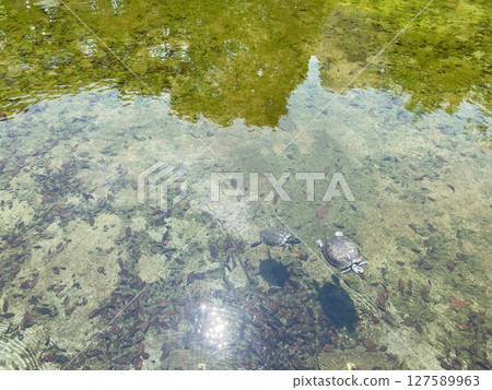 一隻烏龜在池塘裡游泳；一隻烏龜漂浮在水面上。 127589963