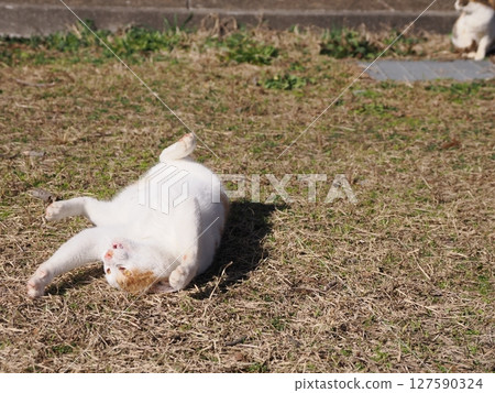 可愛的貓咪正在玩壞玩具 127590324