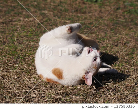 Cute cat having fun playing with a broken toy Cute cat having fun playing with a broken toy 127590330