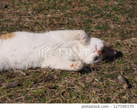 Cute cat having fun playing with a broken toy 127590370