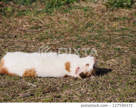 可愛的貓咪正在玩壞玩具 127590372