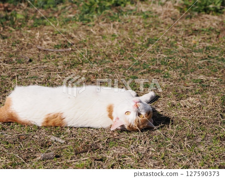 可愛的貓咪正在玩壞玩具 127590373