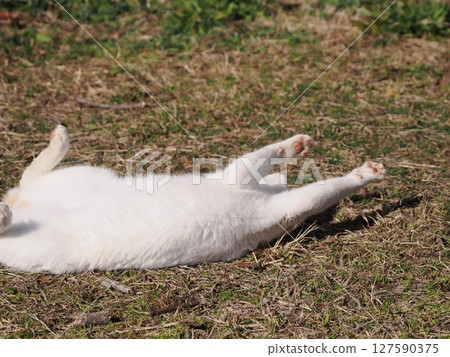 Cute cat having fun playing with a broken toy 127590375