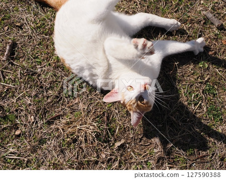 Cute cat having fun playing with a broken toy 127590388
