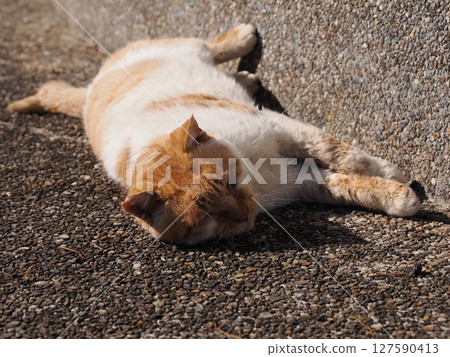 可愛的貓咪正在玩壞玩具 127590413